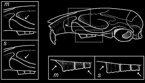 Skull of Mus and differences between sibling species (Mus musculus and... | Download Scientific ...