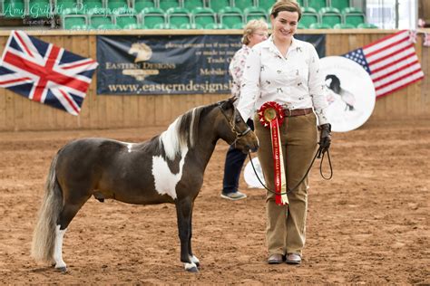 Miniature Horse Club of Great Britain Grand Championship Show