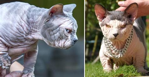 Bully Cat: cette race de chat mutante inquiète les experts