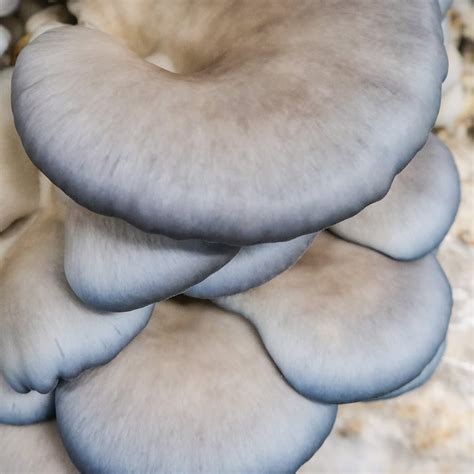 Blue Oyster Mushroom Spawn (Pleurotus ostreatus) | Little Acre