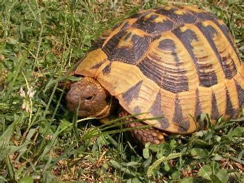 Testudo hermanni – Testuggine di Hermann