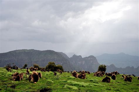 In the Mountains of Ethiopia | African Wildlife Foundation