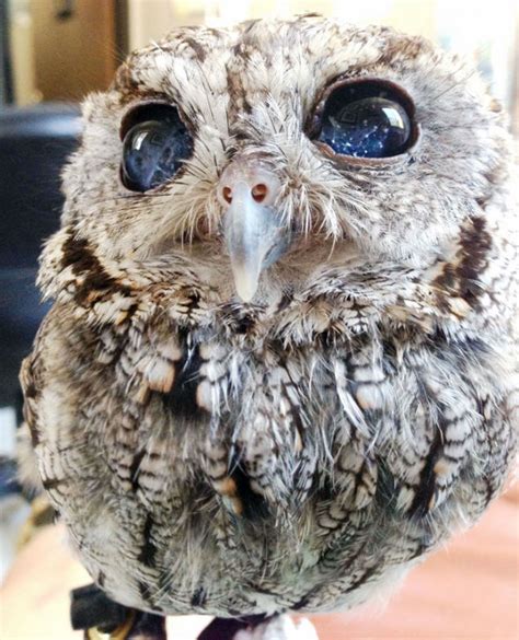 Meet The Owl With Eyes Like The Night Sky | IFLScience