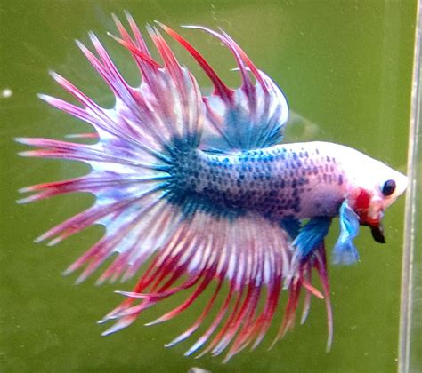 Male Betta Crowntail | Giant Betta Fish For Sale Crown Tail | Savannah | Pinterest | Betta ...