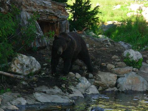 5-Acre Grizzly Bear Habitat - ZooChat