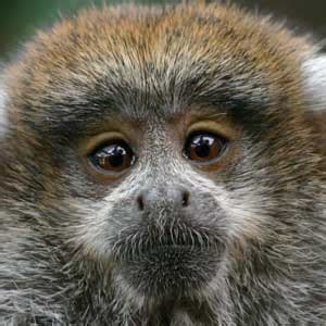 Titi Monkey Infant - Animal Facts and Information