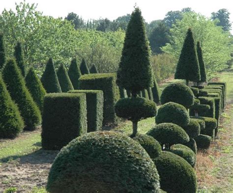 Topiary trees | Lorenz von Ehren | ESI External Works