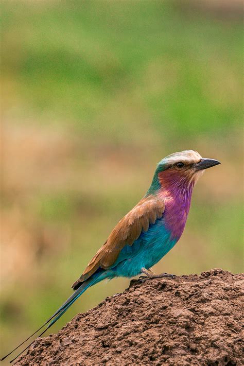 Lilac Breasted Roller Colorful Birds Of The Masai Mara National Game Reserve And Conservation ...