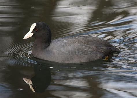 Coot - Wikipedia