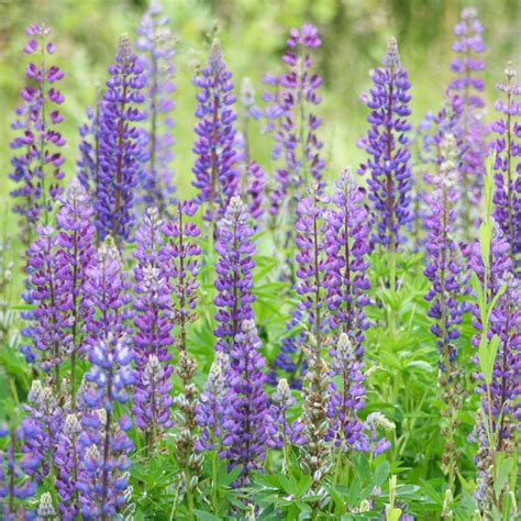 Wild Perennial Lupine Seeds | Flower Seeds in Packets & Bulk | Eden Brothers