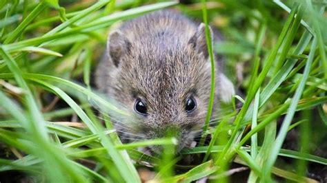 8 Cara Membasmi Hama Tikus di Sawah Paling Ampuh - IlmuBudidaya.com