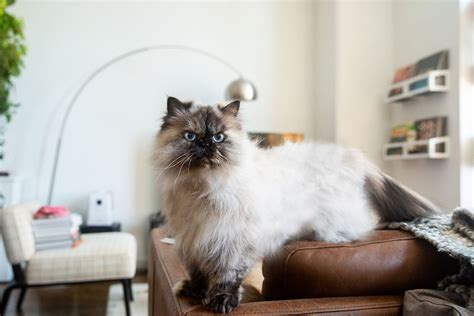 Himalayan: Cat Breed Profile, Characteristics & Care