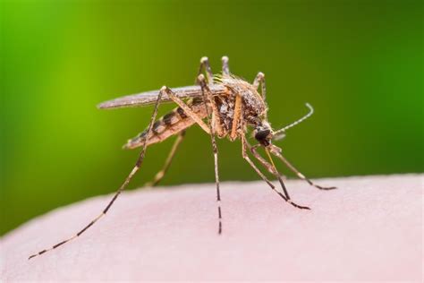 Why mosquitoes bite some of us but not others, how to repel them and how they evolved to be ...