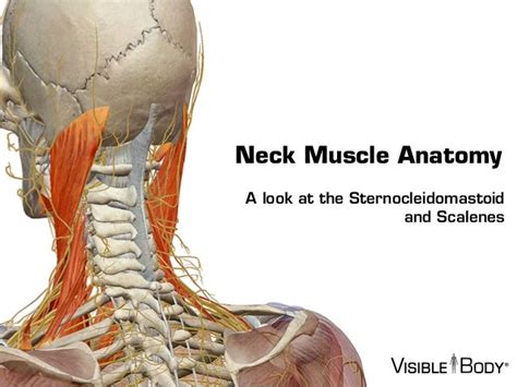 Visible Body - Sternocleidomastoid and the Scalene Muscles