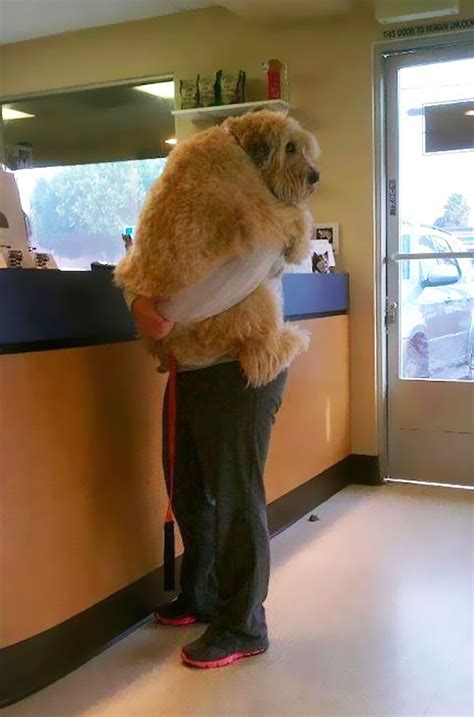 26 Dogs Hugging Their Humans | Bored Panda