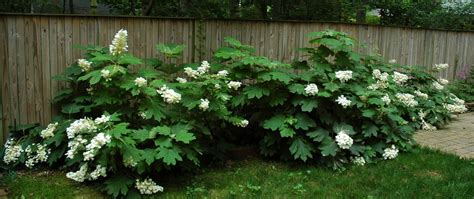 Alice Oakleaf Hydrangea - summer bloom | Oakleaf hydrangea, Alice ...