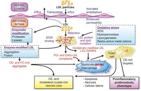 Low-Density Lipoproteins Cause Atherosclerotic Cardiovascular Disease: Pathophysiological ...