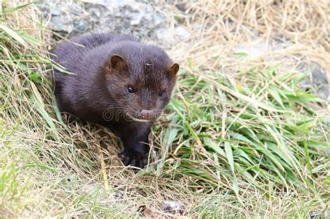 Mink Sneaking from Burrow. Mustela Lutreola - Wild Predatory Furry Animal Hunting in Natural ...