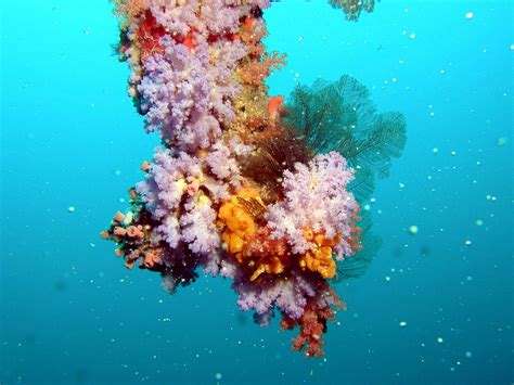 Free Images : sea, underwater, coral reef, invertebrate, colors, maldives, natural environment ...