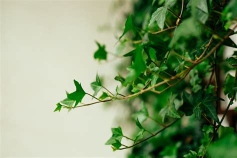 How to Care for English Ivy - Indoor Plant Guides