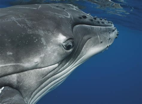 Photographer Gets Up Close With Whales | Here & Now