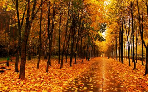 🔥 [188+] Fall Trees Backgrounds | WallpaperSafari