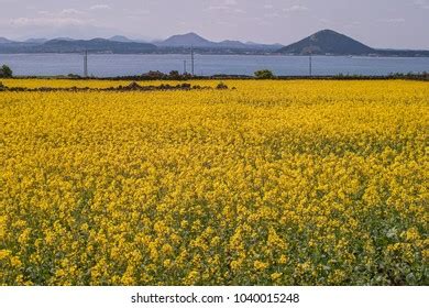 1,130 Rape flower jeju island Stock Photos, Images & Photography | Shutterstock