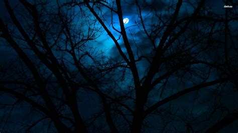 Moonlight in Blue. | Dark images, Dark wallpaper, Forest wallpaper