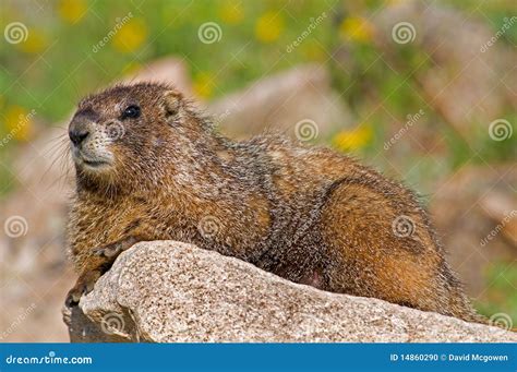 Marmot stock photo. Image of alpine, nature, cold, mountain - 14860290