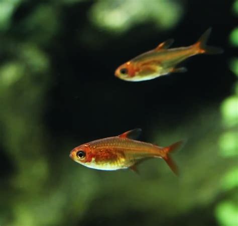 Ember Tetra 101: Care, Size, Breeding, Lifespan, & More