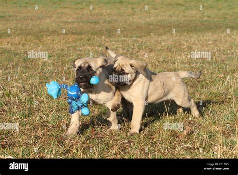 Old English Mastiff Puppies Stock Photo - Alamy