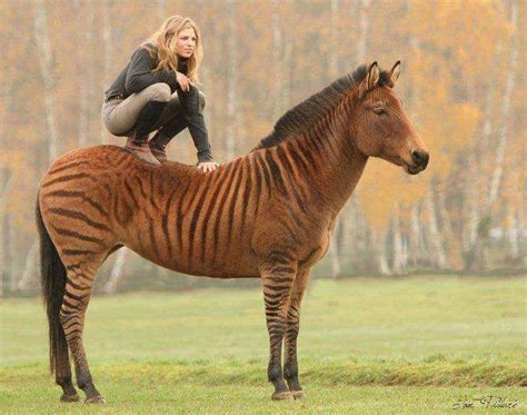 Zorse, a zebra horse hybrid | Zorse, Horses, Animals beautiful