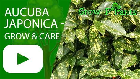 Aucuba japonica - grow & care - YouTube