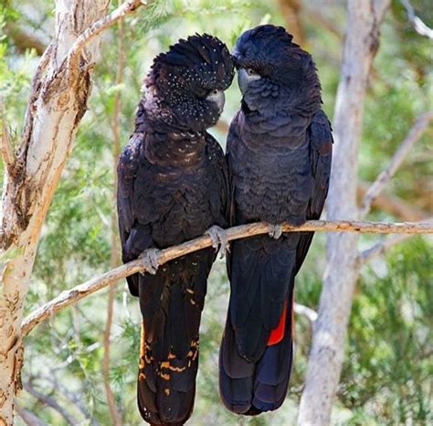 Male and female Red tailed Black Cockatoos Australian Wildlife, Australian Animals, Love Birds ...