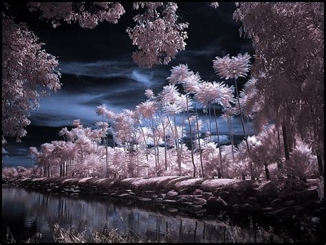 Infrared Photography: Perfect Way To See Behind The Visible