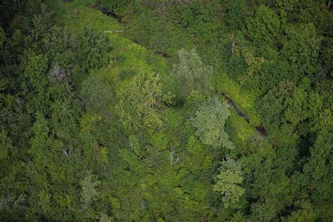 Green forest aerial view. | Free Photo - rawpixel