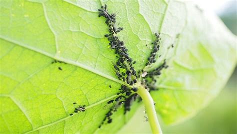 10 Natural & Organic Aphid Control Methods