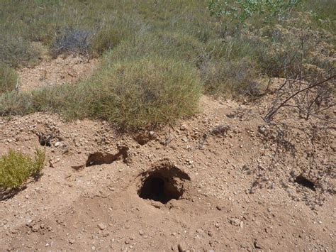 Bilbies in the Pilbara – expect the unexpected :: Terrestrial Ecosystems