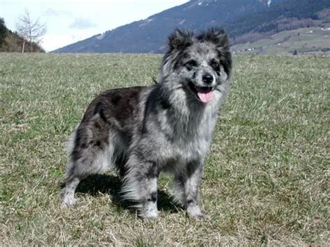 Pyrenean Shepherd - Pet Your Dog