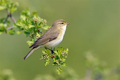 Willow warbler - Alchetron, The Free Social Encyclopedia