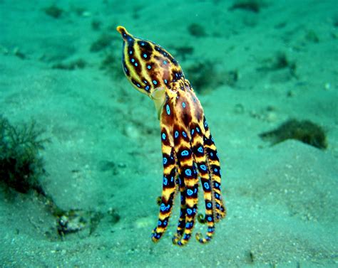 Real Monstrosities: Blue-ringed Octopus