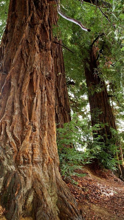 25 Best Places To See Redwoods Near San Francisco