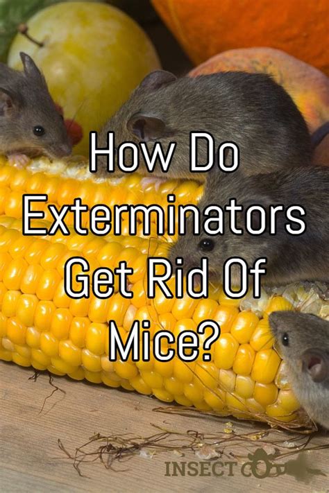 How Do Exterminators Get Rid of Mice? | INSECT COP | Getting rid of ...