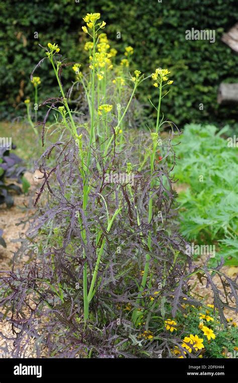 Black mustard (Brassica nigra) is an annual plant cultivated for its ...