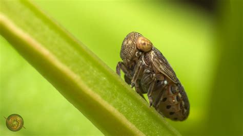 Cicadellidae | Martin Hoffmann | Flickr