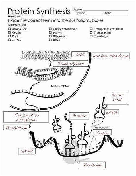 Dna To Protein Worksheet