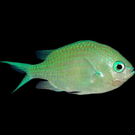 Blue Green Chromis - for sale at Aquarium Fish Depot