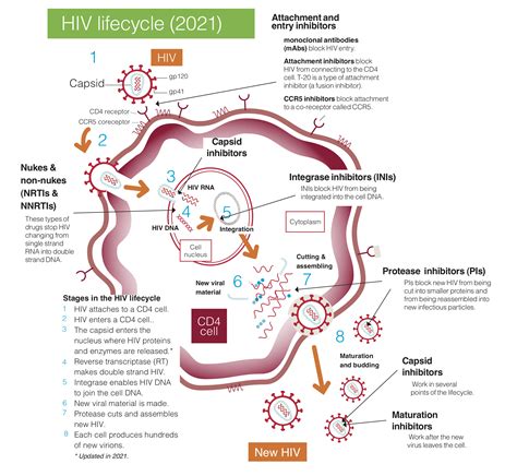 3. 5 How HIV drugs work – main types of drugs | Training manual | HIV i-Base