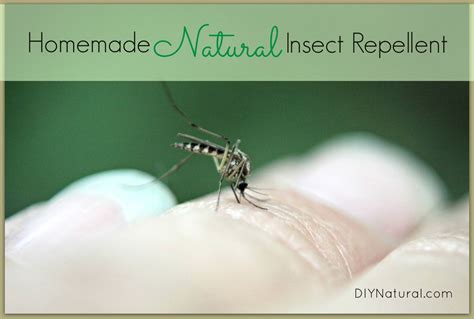 Listerine Bug Repellent Recipe - Infoupdate.org