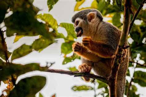 Ecuador Wildlife & Culture: Quito, Mindo, Yasuni National Park - 10 ...